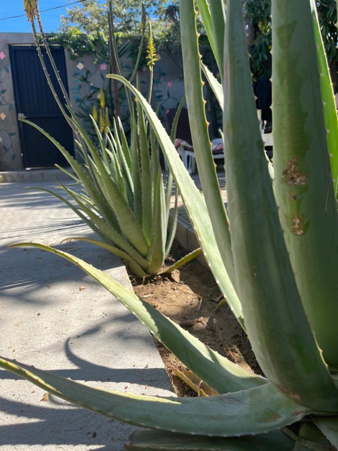 Dici Co-Living Housing Cabo San Lucas Bed and Breakfast Exteriör bild