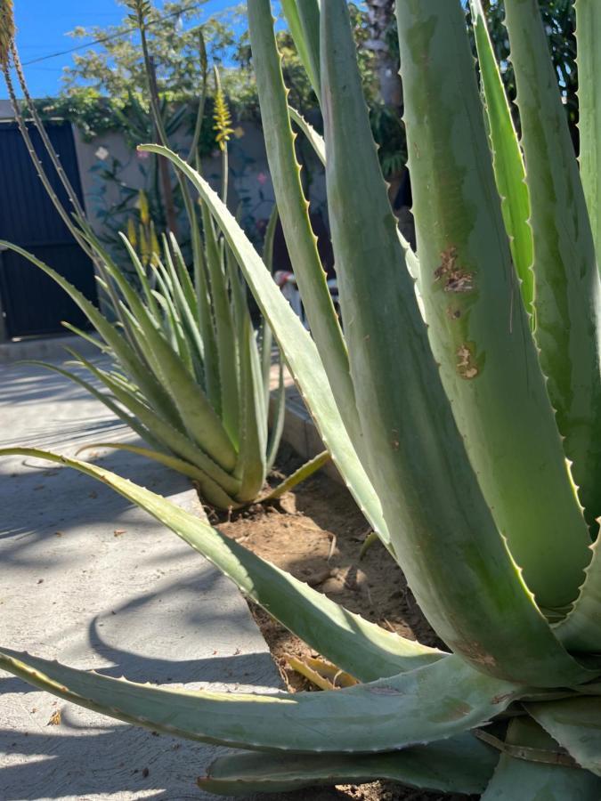 Dici Co-Living Housing Cabo San Lucas Bed and Breakfast Exteriör bild